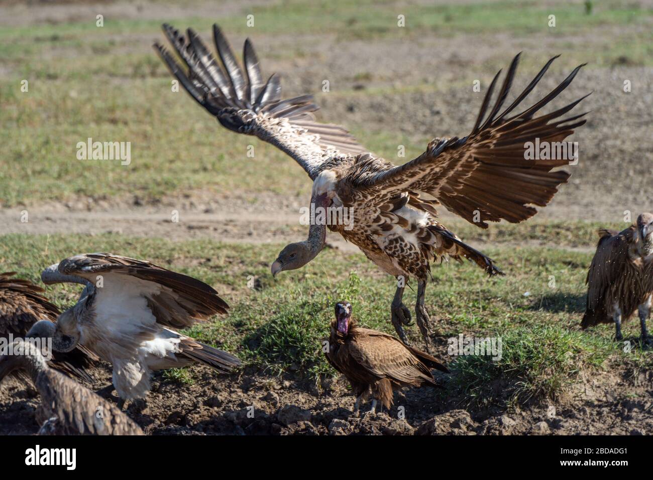Ruppell griffon vulture flies from river bank Stock Photo Alamy