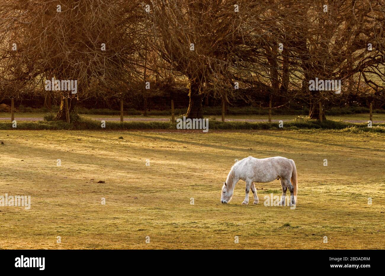 Templebreedy, Crosshaven, Cork, Ireland. 07th April, 2020. A horse grazes on farmland in late evening at Templebreedy, Crosshaven, Co. Cork, Ireland. -  Credit; David Creedon / Alamy Live News Stock Photo