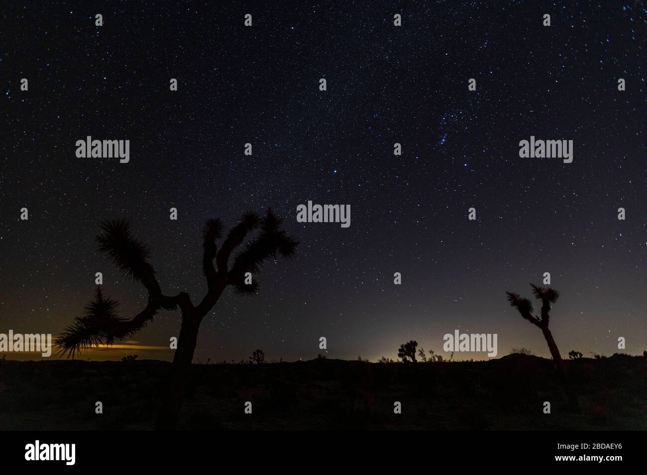 The Joshua Trees are silhouetted against the Milky Way in the night sky ...