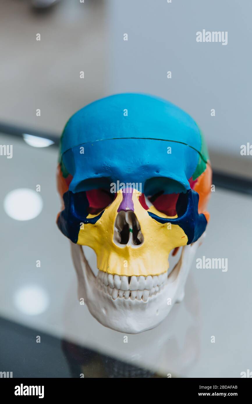A human skull mannequin stands on a table. The model of the skull for maxillofacial surgery and dentistry. Close up. Stock Photo