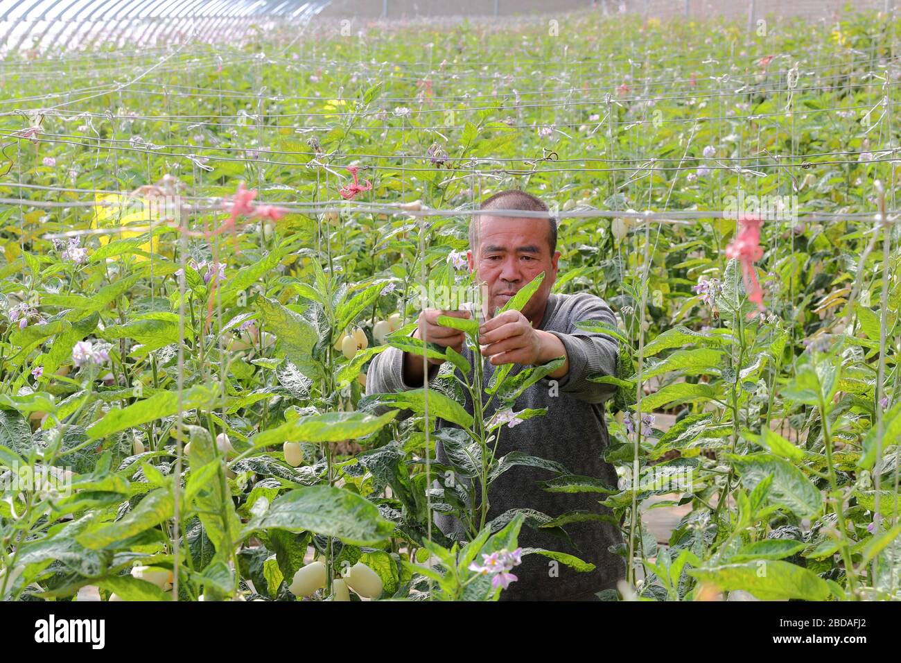 Dunhuang, China's Gansu Province. 7th Apr, 2020. A farmer checks the