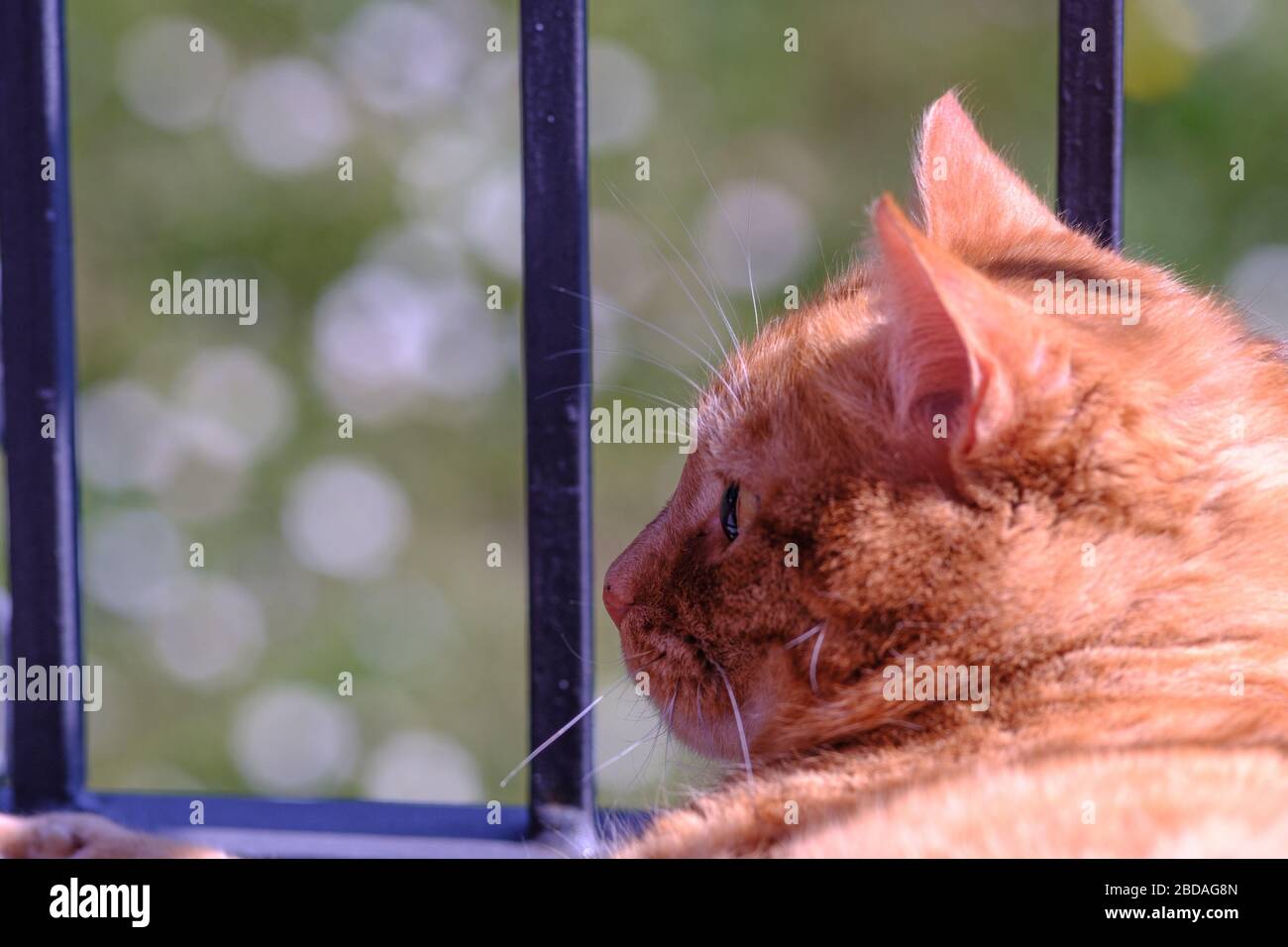 Portrait of red male cat looking from a balcony Stock Photo