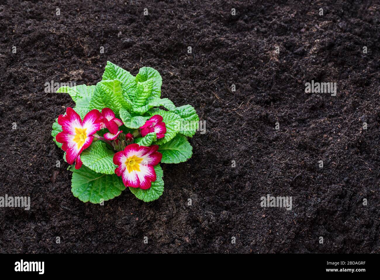 Colorful  Primulas flower on soil. Ready for planting Stock Photo