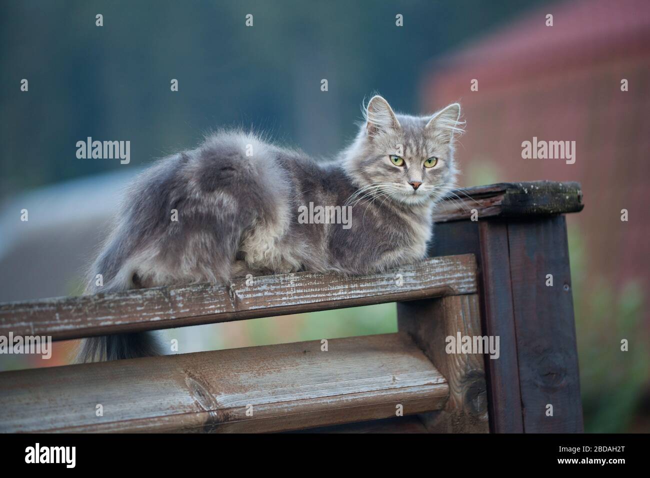Cat balancing on a fence hi-res stock photography and images - Alamy