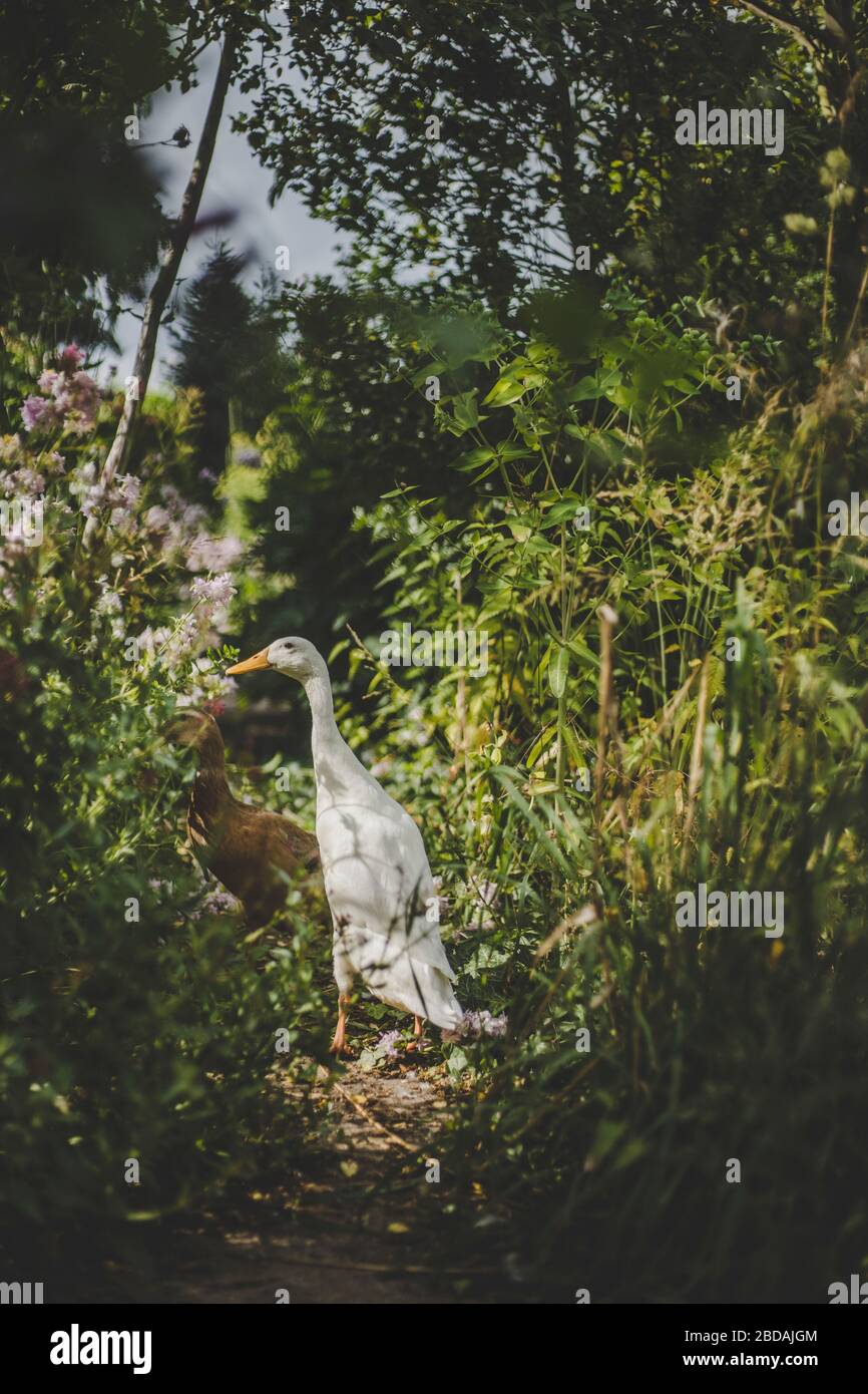 Reinland-Pfalz, 26.07.19: Laufente. Stock Photo