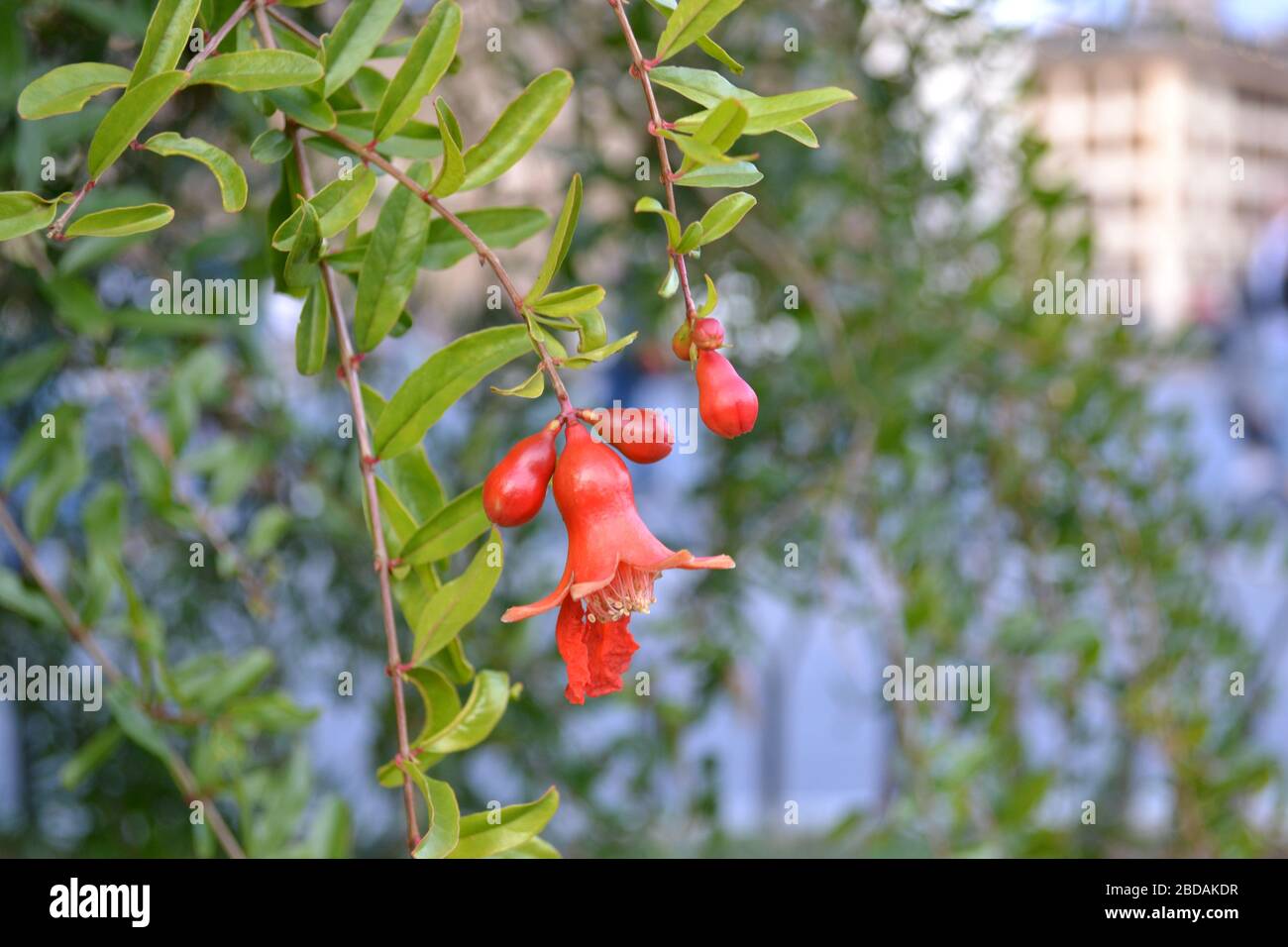 pomegranate flower Stock Photo