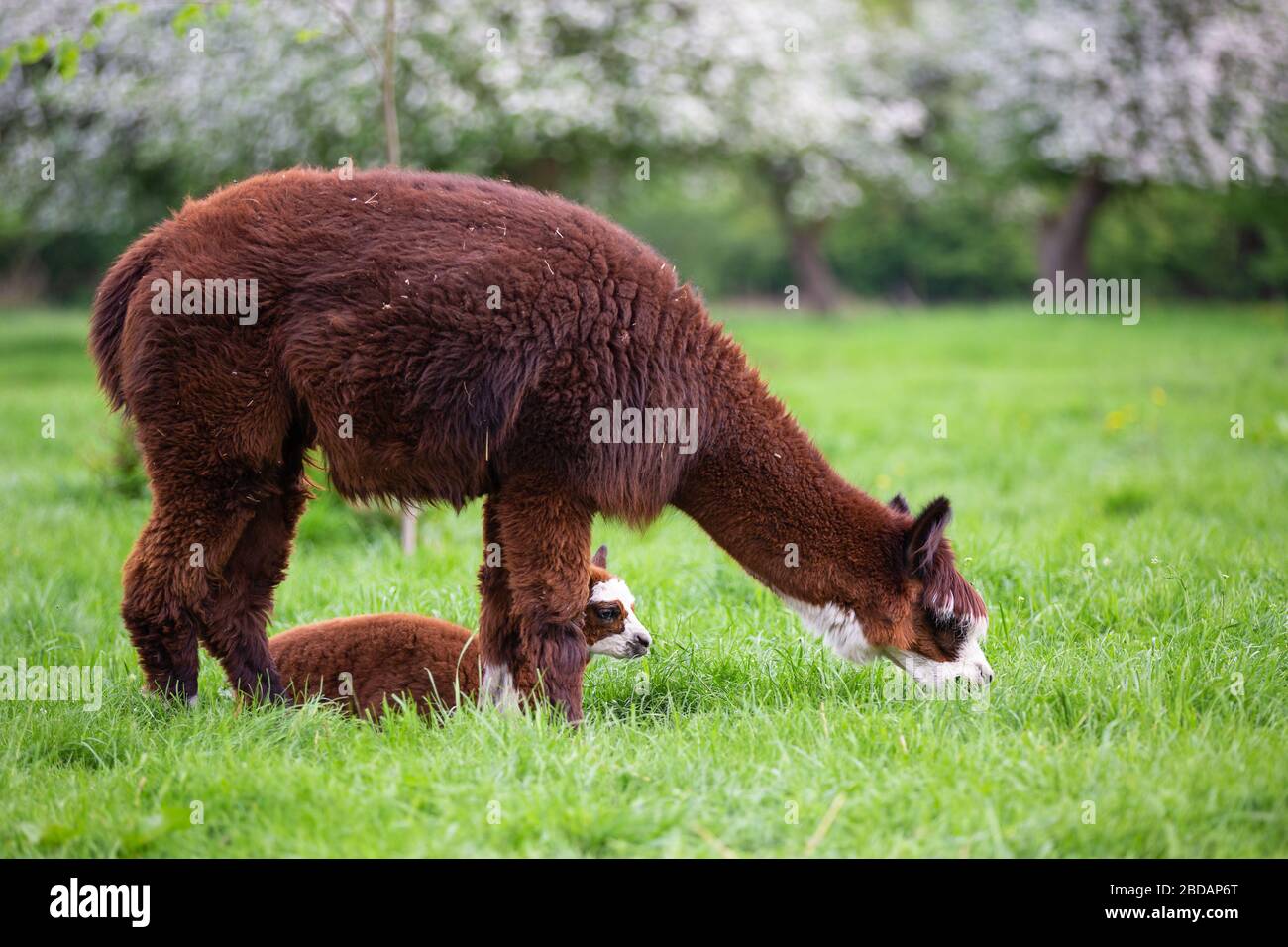 Young Alpaca with mother in a meadow, South American mammal Stock Photo