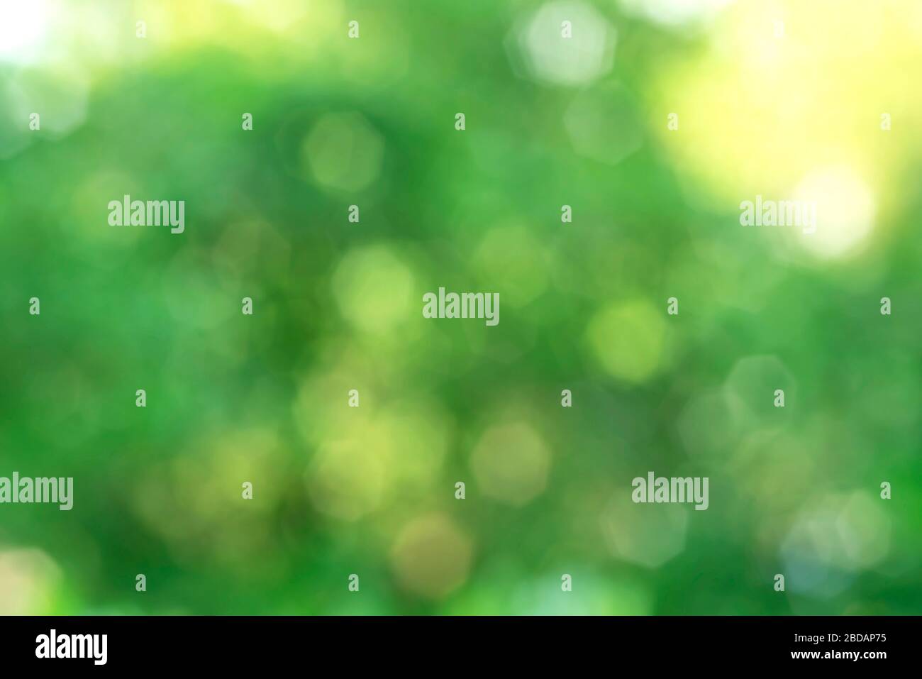 Abstract Green Nature Bokeh Background Stock Photo