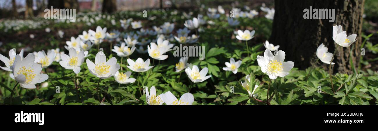 Panoramic view of beauitful white spring flowers of Anemone nemorosa, growing outdoors in a natural woodland setting. Selective focus. Stock Photo