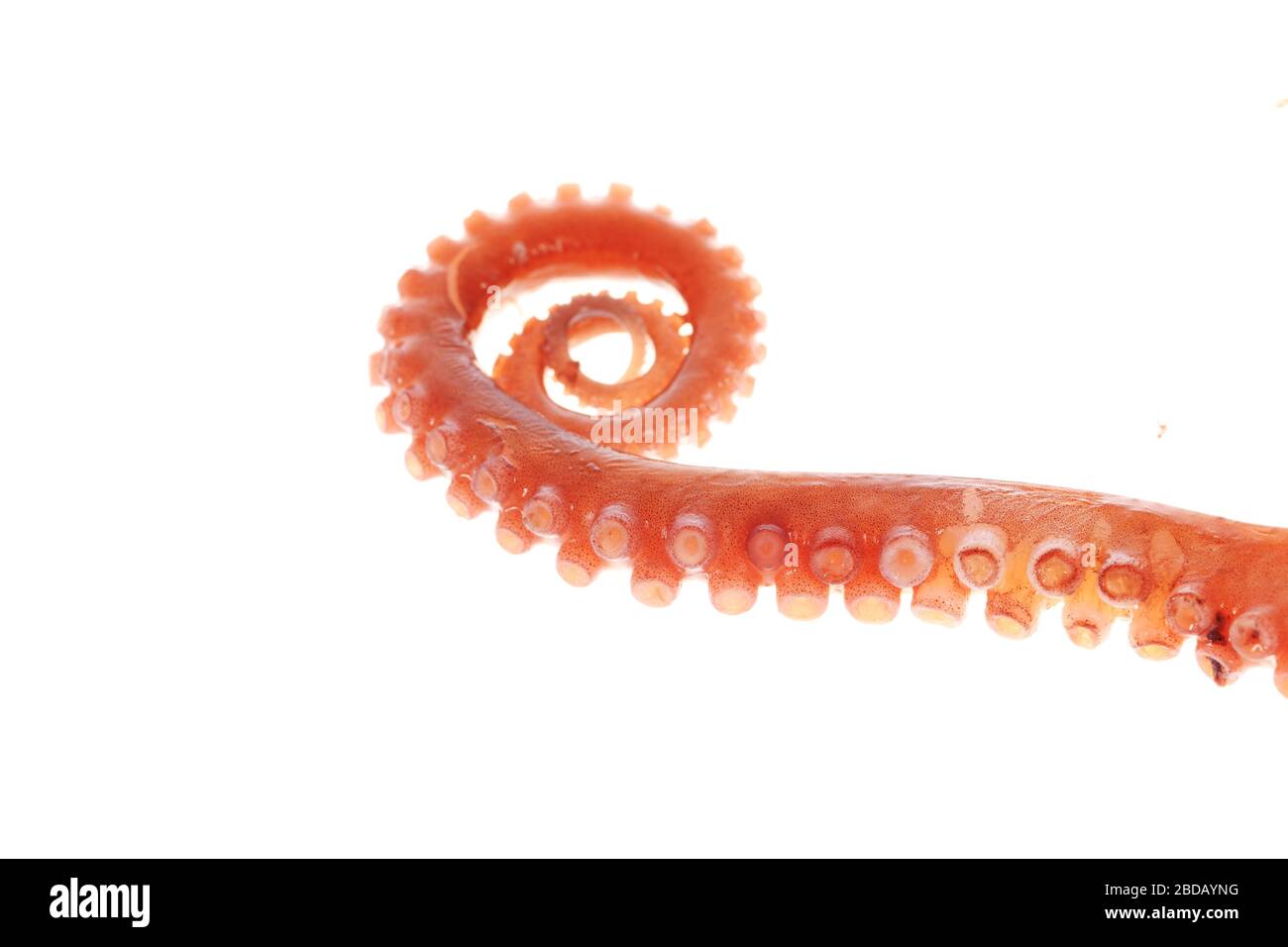 Octopus tentacles on a white background Stock Photo
