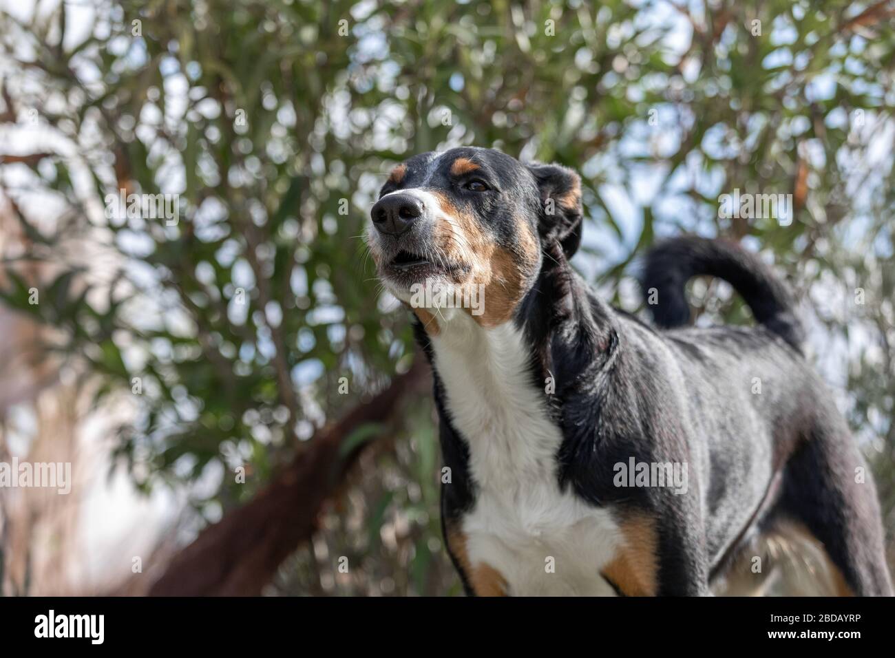 Cute barking dog not aggressive, Appenzeller Sennenhund Stock Photo