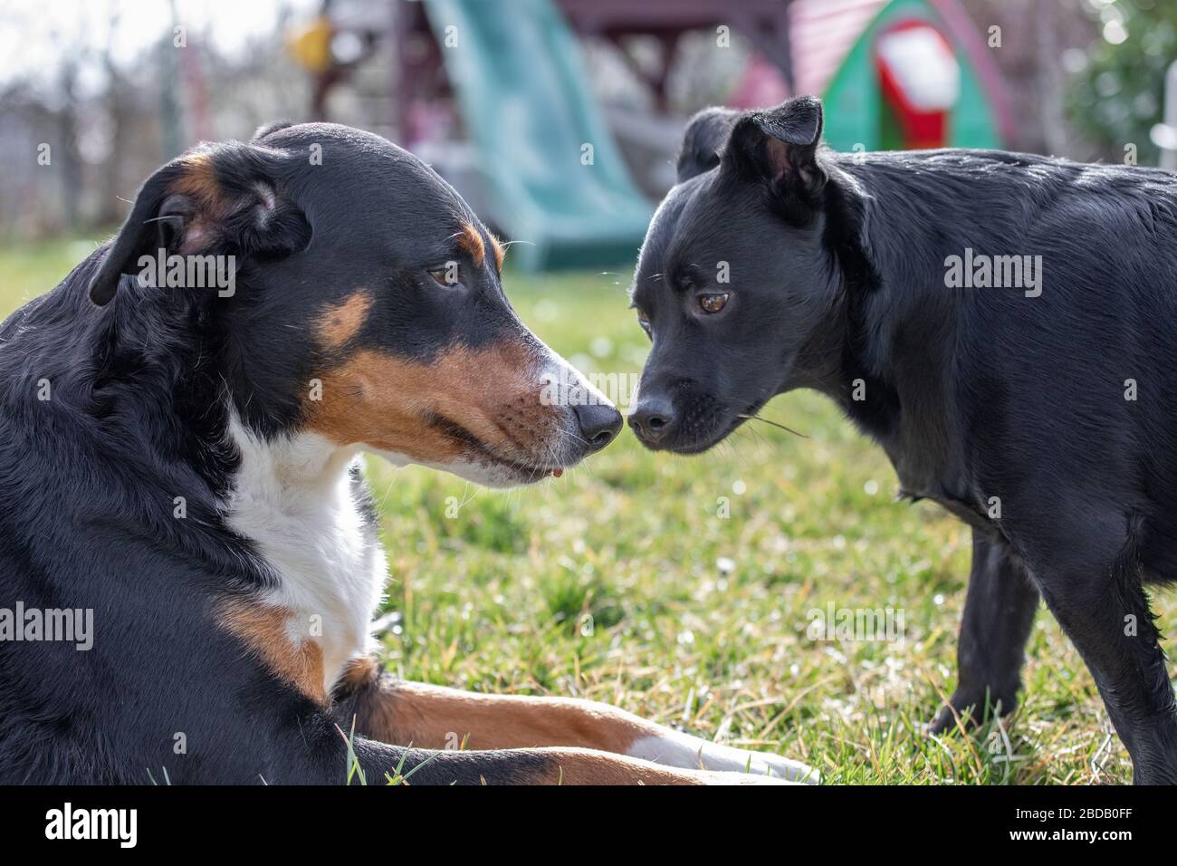 kiss between lover dogs, Appenzeller Sennenhund and Labrador mix Stock  Photo - Alamy