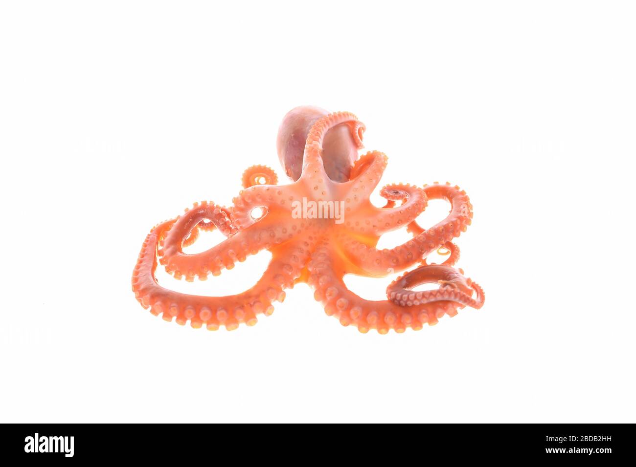 Octopus on a white background Stock Photo - Alamy