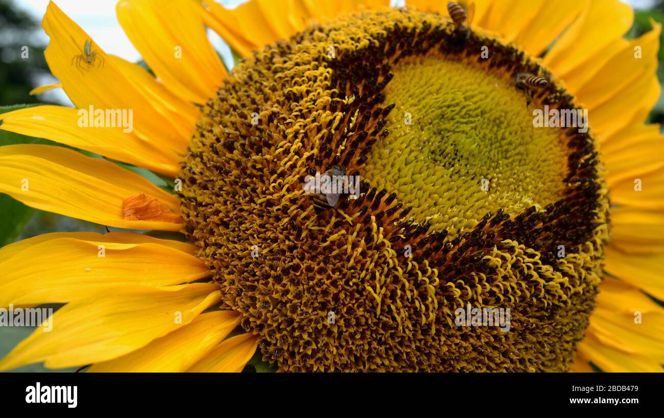 Sunflowers and bees who are looking for nectar in a garden, selectively focused, blurry and unfocused Stock Photo