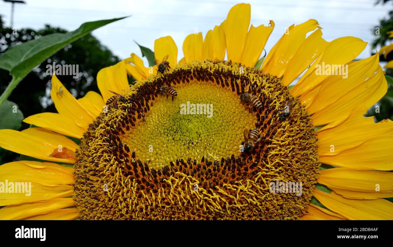 Sunflowers and bees who are looking for nectar in a garden, selectively focused, blurry and unfocused Stock Photo