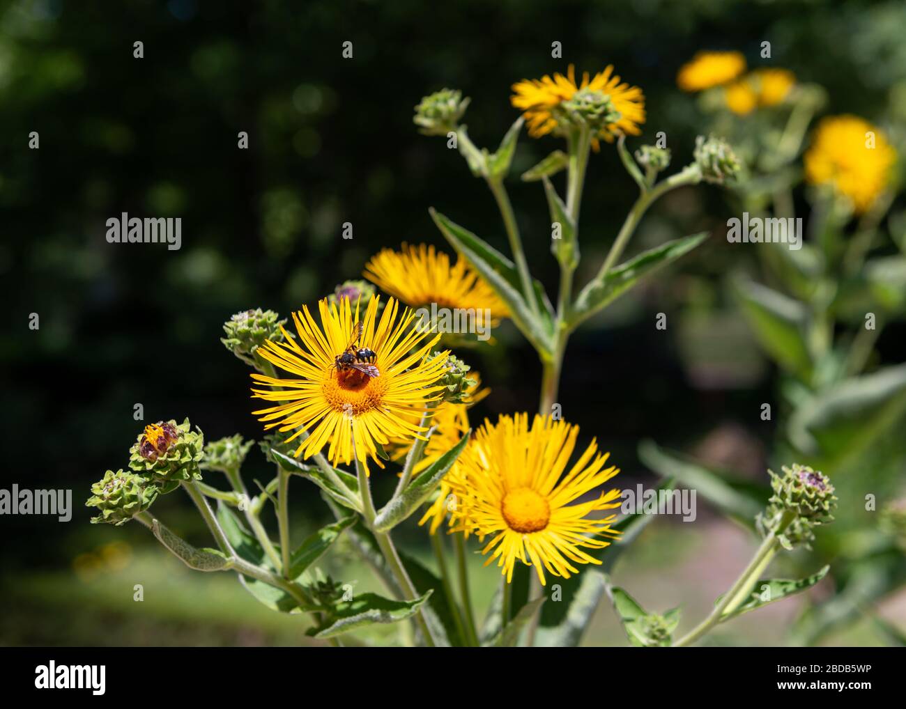 Yellow coloured flowers being pollinated by a wasp or bee Stock Photo
