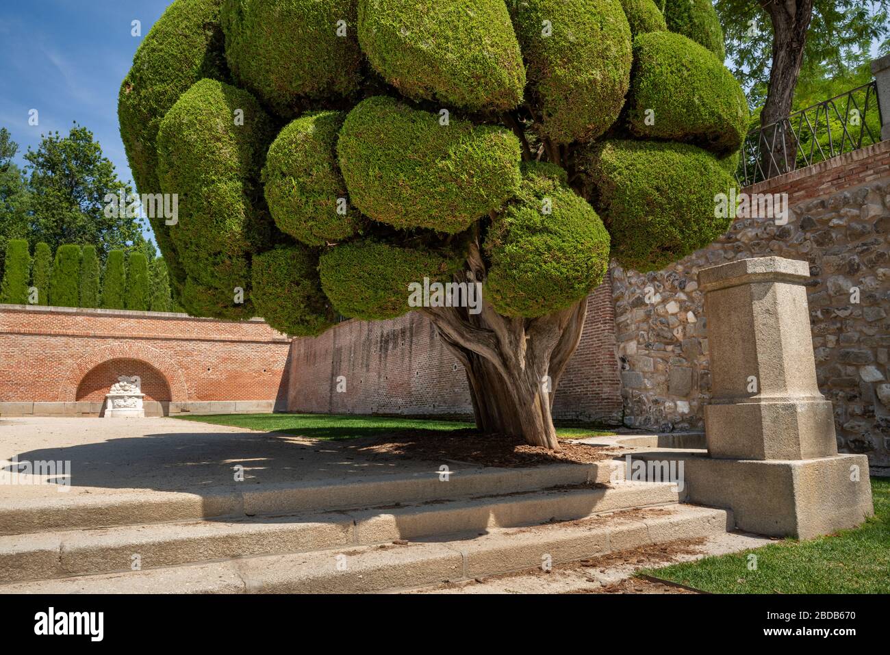 Madrid (Spain): Unusual shaped Cypress tree in the Park of Buen Retiro Stock Photo
