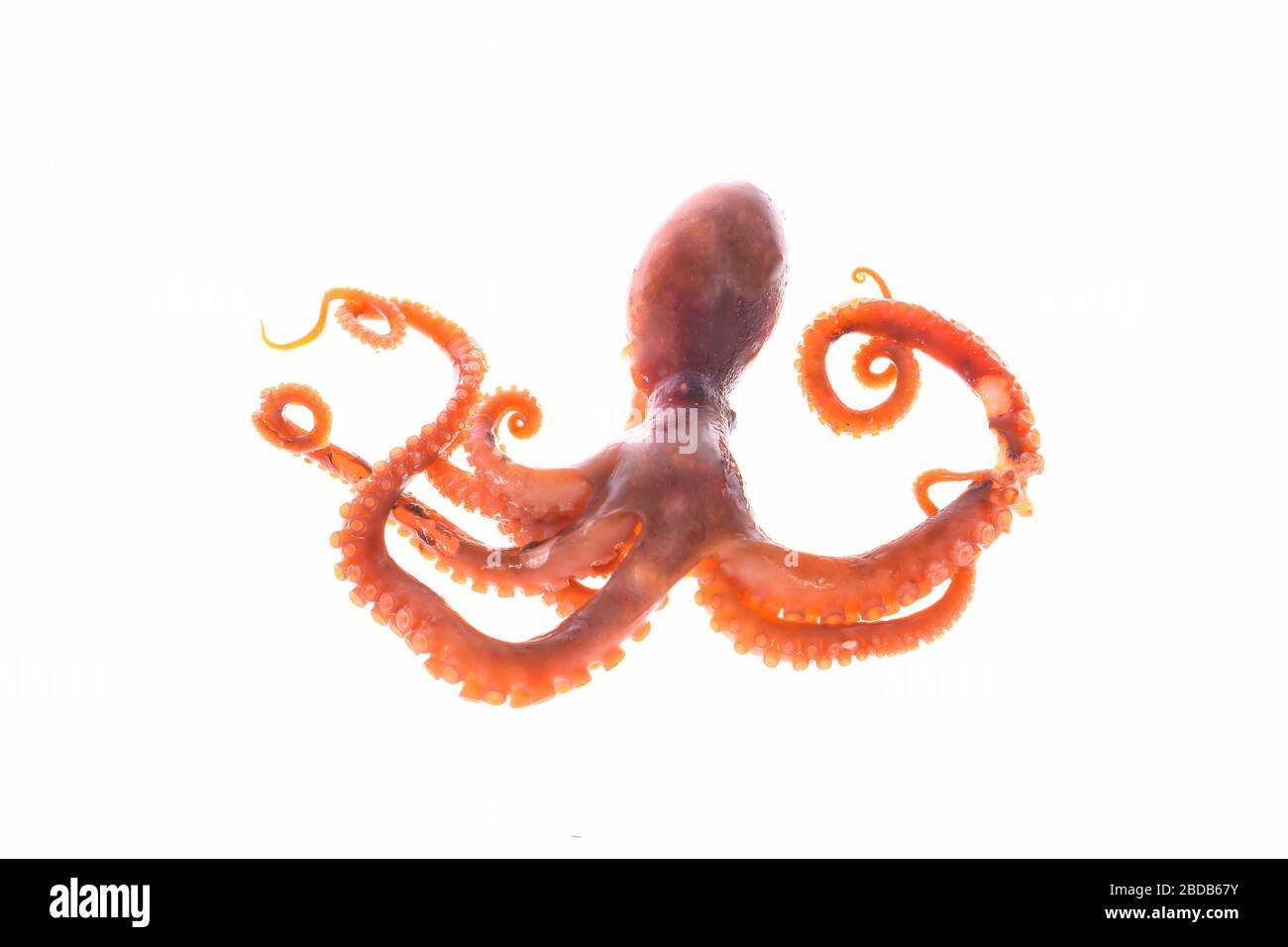 Octopus on a white background Stock Photo
