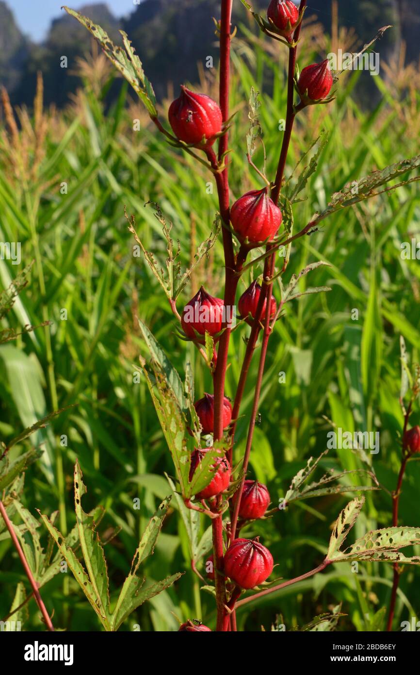 Jamaican Sorel, Roselle (Hibiscus sabdariffa) is a species of Hibiscus probably native to West Africa to Sudan, used for the production of bast fibre Stock Photo