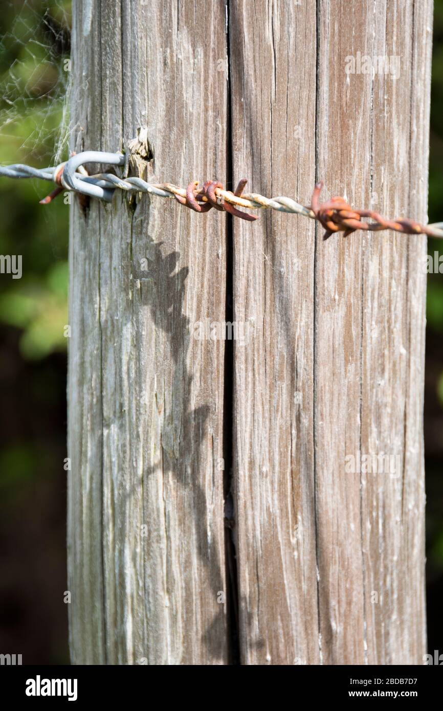 Fence post and barbed wire, Glenburn, Wairarapa, New Zealand Stock Photo