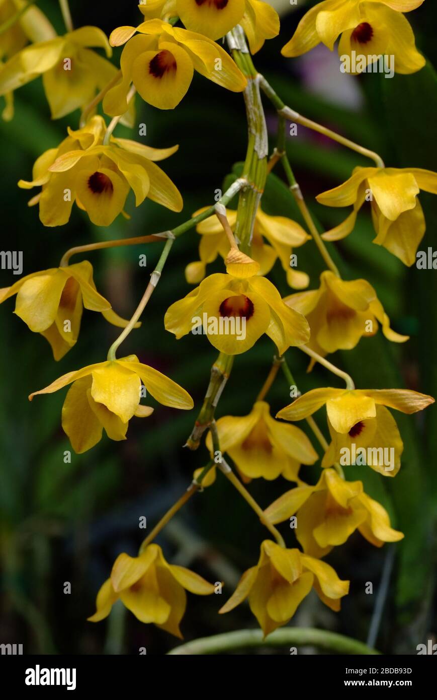 Dendrobium densiflorum,  is a species of epiphytic or lithophytic orchid that is native to Asia. It has club-shaped stems, three or four leathery leav Stock Photo