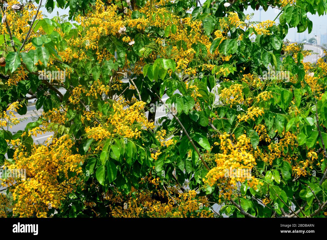 Pterocarpus macrocarpus, or the Burma padauk, is a tree native to the seasonal tropical forests of southeastern Asia, note  select focus with shallow Stock Photo