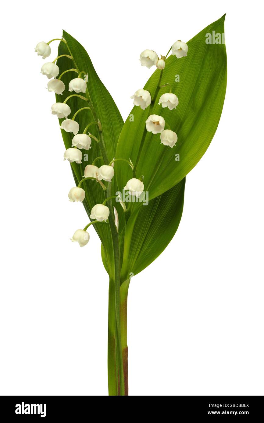 Lily of the valley - flowers isolated on white background Stock Photo ...