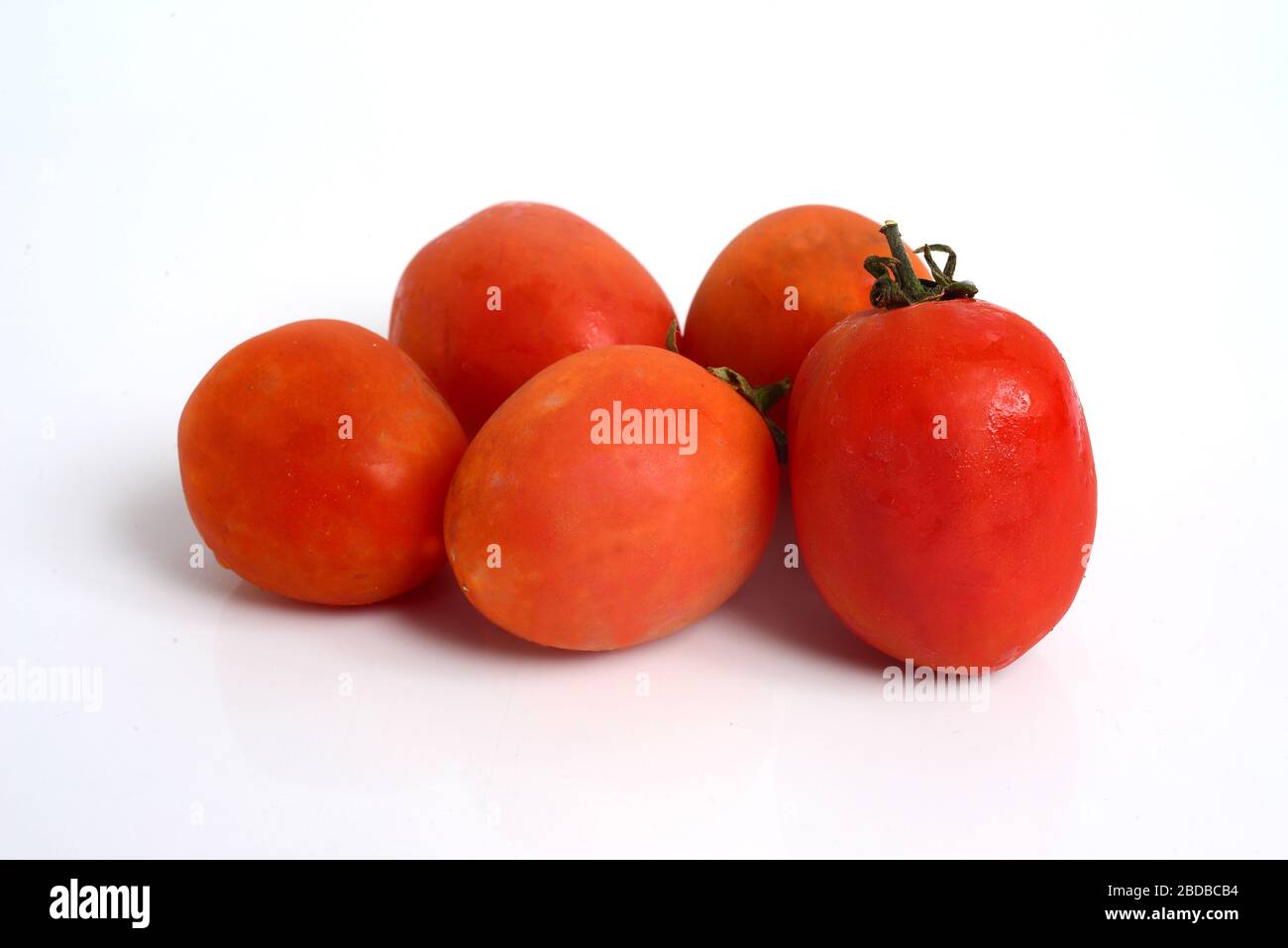 Tomato, (Solanum lycopersicum), flowering plant of the nightshade