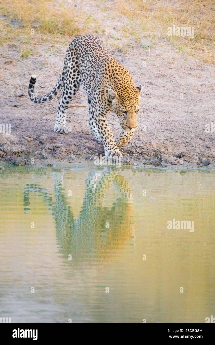 Leopard drinking Kruger Africa Stock Photo