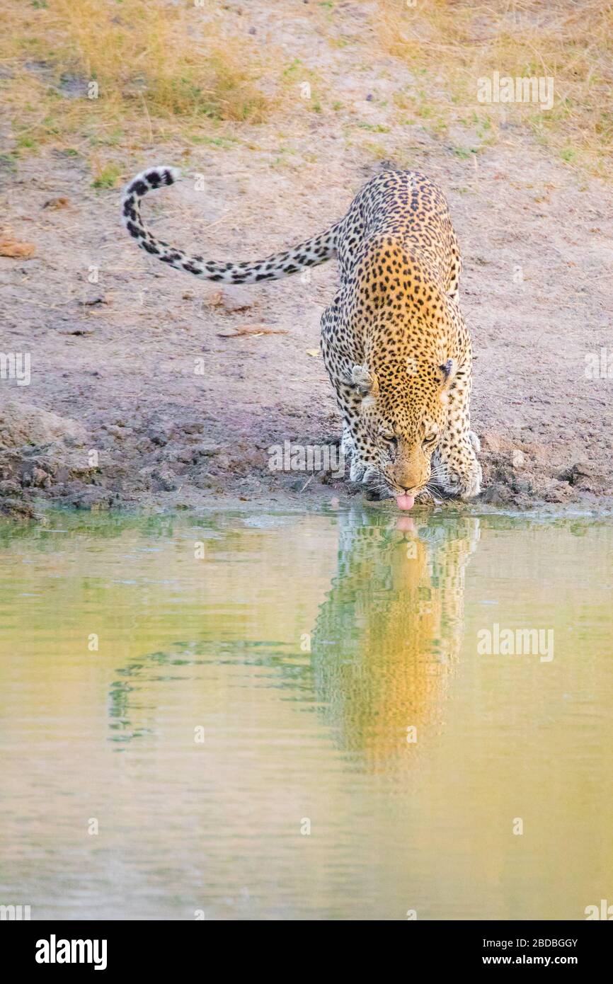 Leopard Leopards drinking kruger south africa Stock Photo - Alamy