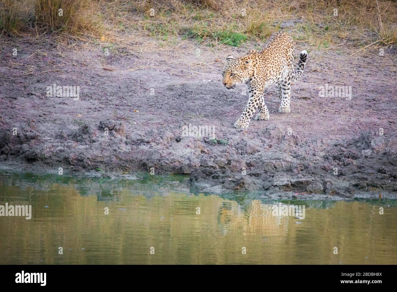 Leopard Leopards drinking kruger south africa Stock Photo - Alamy