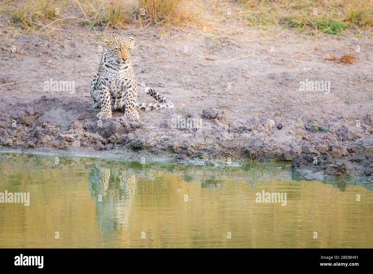 Leopard Leopards drinking kruger south africa Stock Photo