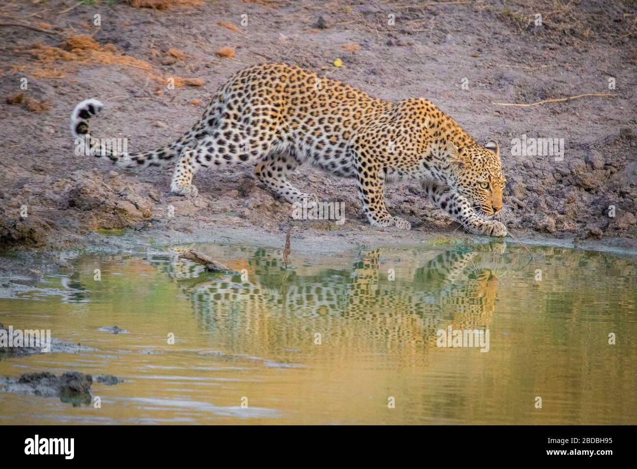 Leopard Leopards drinking kruger south africa Stock Photo - Alamy