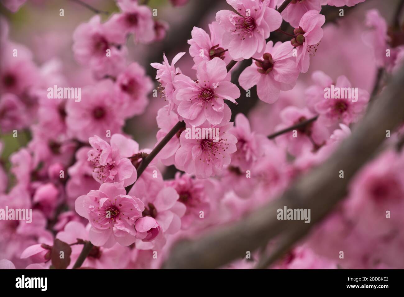 Cherry blossom in Beijing Botanical Gardens Stock Photo - Alamy