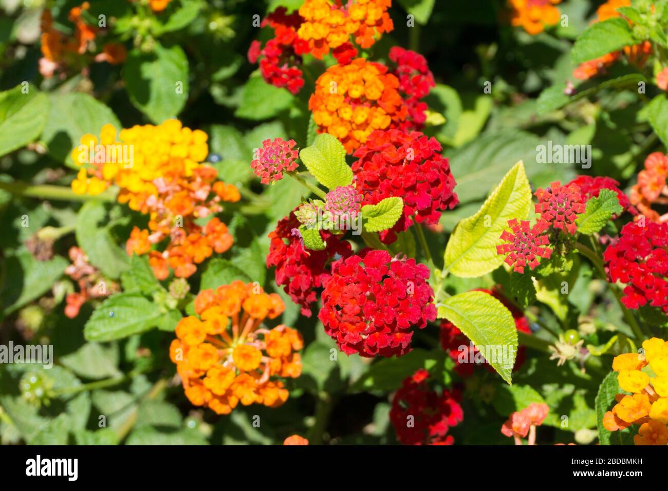 Colorful orange and red flowers Lantana Camara or Weeping lantana. Also known as tickberry Stock Photo