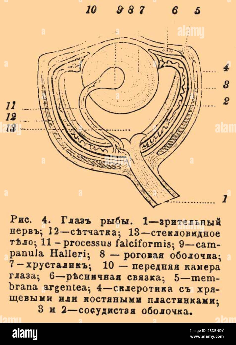 Зрительный нерв Зрительный нерв