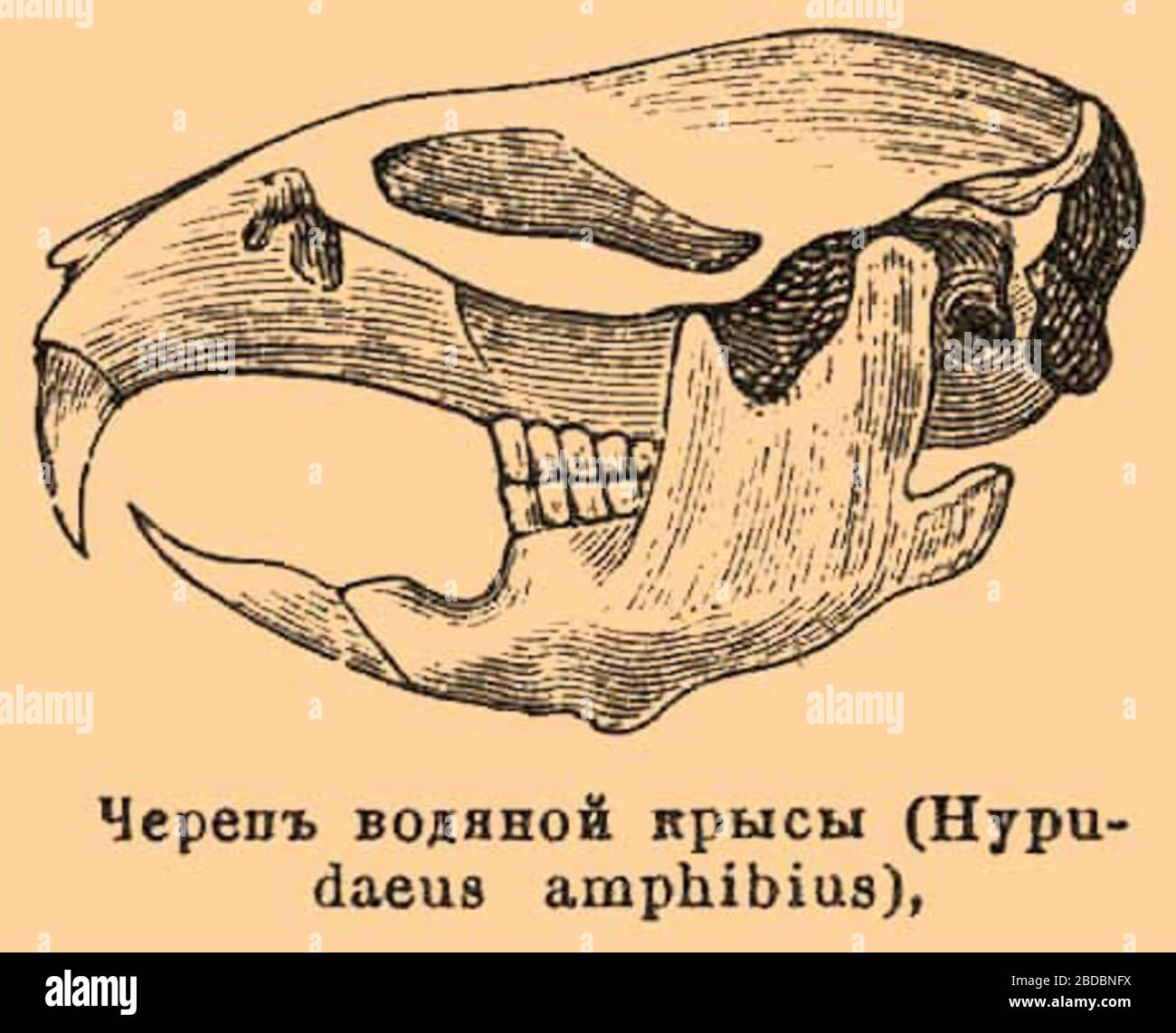 Череп белки рисунок