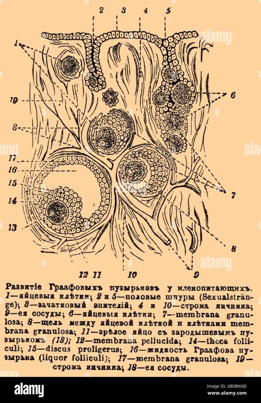 Liquor folliculi hires stock photography and images Alamy