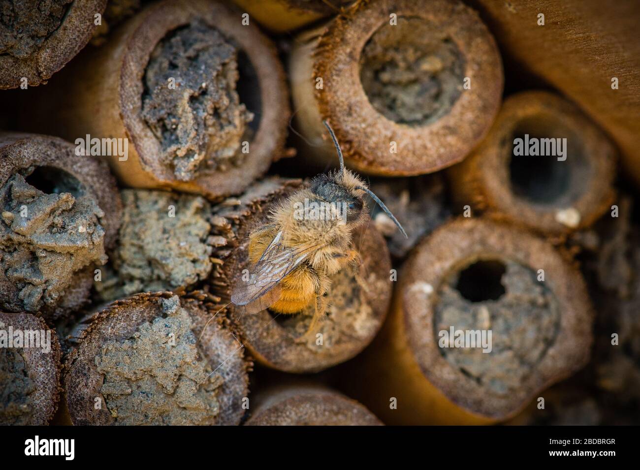 Mason Bees hatching in Spring after long Winter. Bee Hotel, bamboo