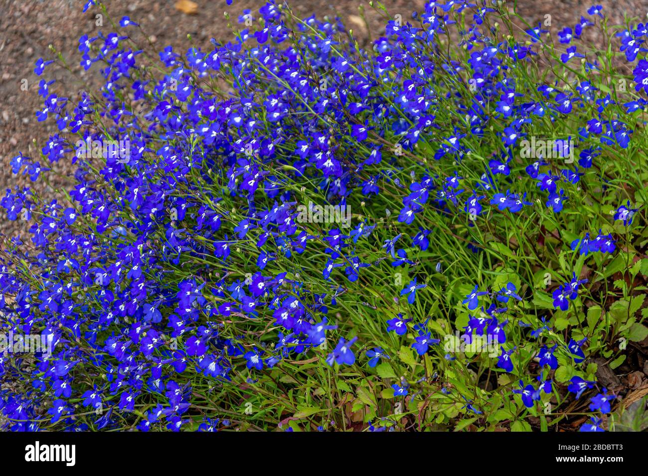 Luxuriously blooming Lobelia Bush, Lobelia erinus, a beautiful garden