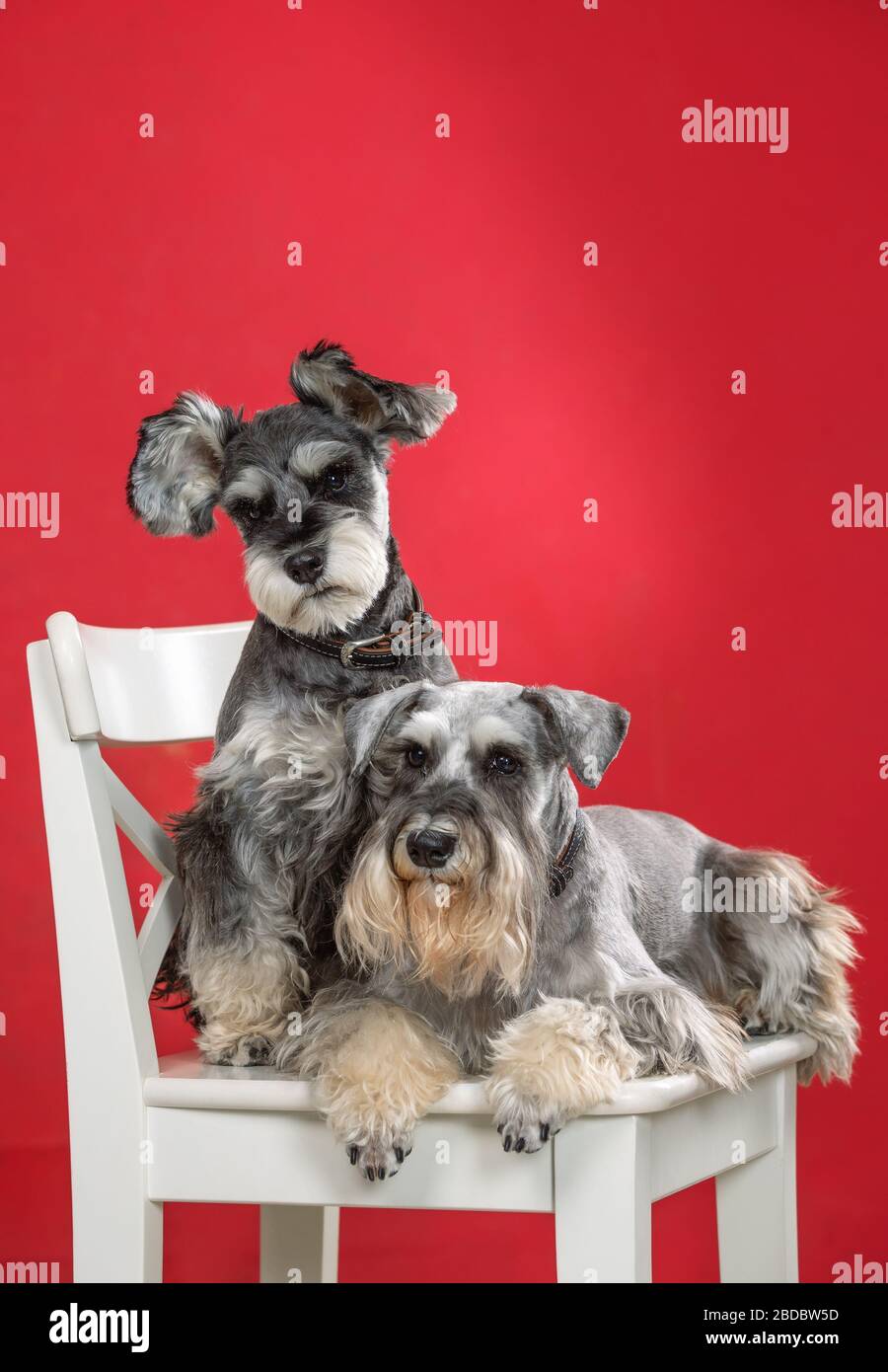 Red rock cheap miniature schnauzer
