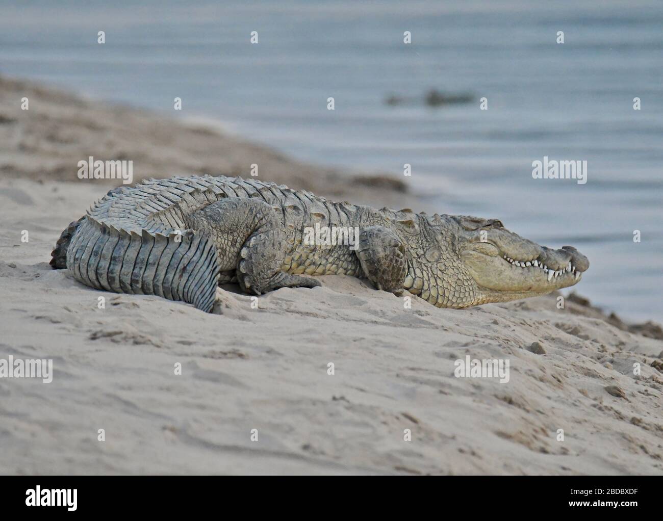 mugger crocodile Stock Photo