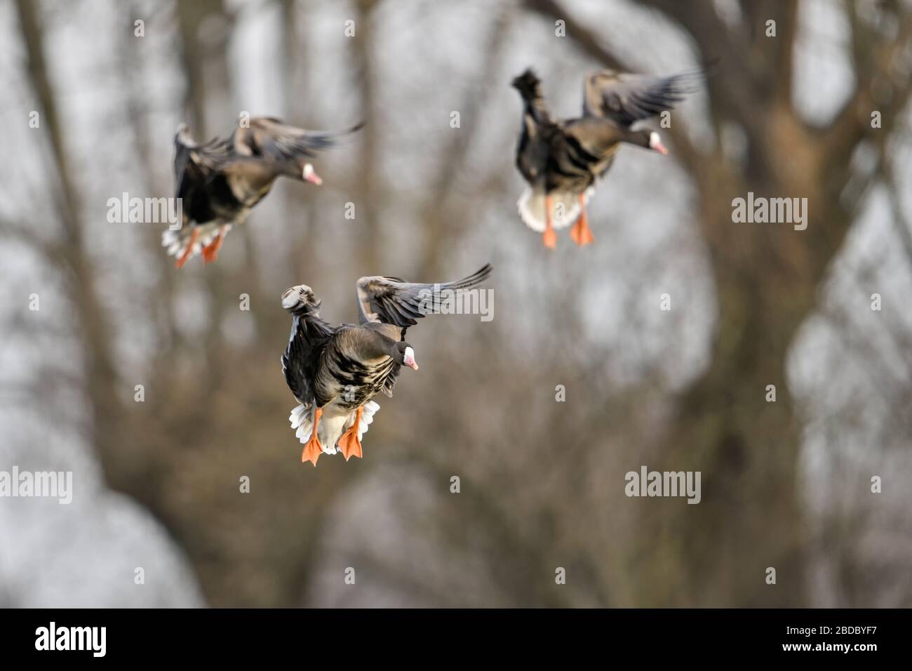 Greater White-fronted Geese / Blaessgaense ( Anser albifrons ), little flock in flight, landing in front of pollarded willows, typical background, wil Stock Photo