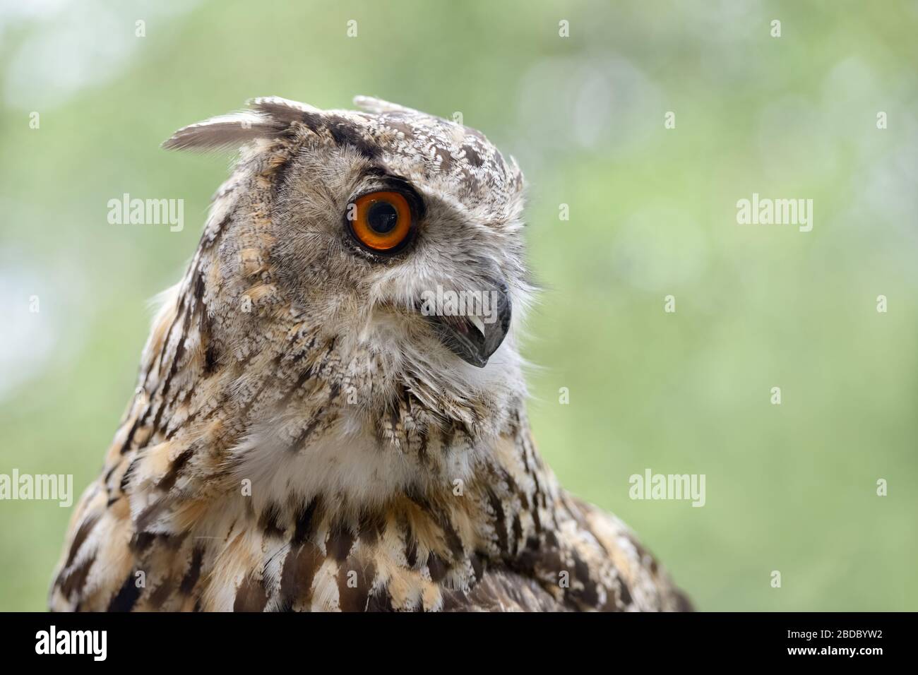 Eagle Owl ( Bubo bubo ), Eurasian Eagle-Owl, also called Northern Eagle Owl or European Eagle-Owl, adult, detailed headshot, watching attentively, sid Stock Photo