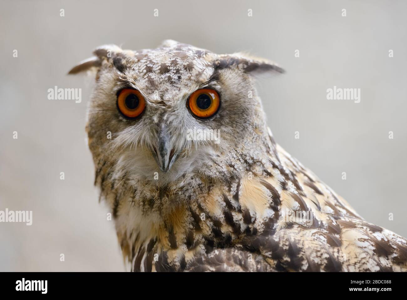 Eagle Owl ( Bubo bubo ), Eurasian Eagle-Owl, also called Northern Eagle Owl or European Eagle-Owl, adult, detailed headshot, frontal view, Europe. Stock Photo
