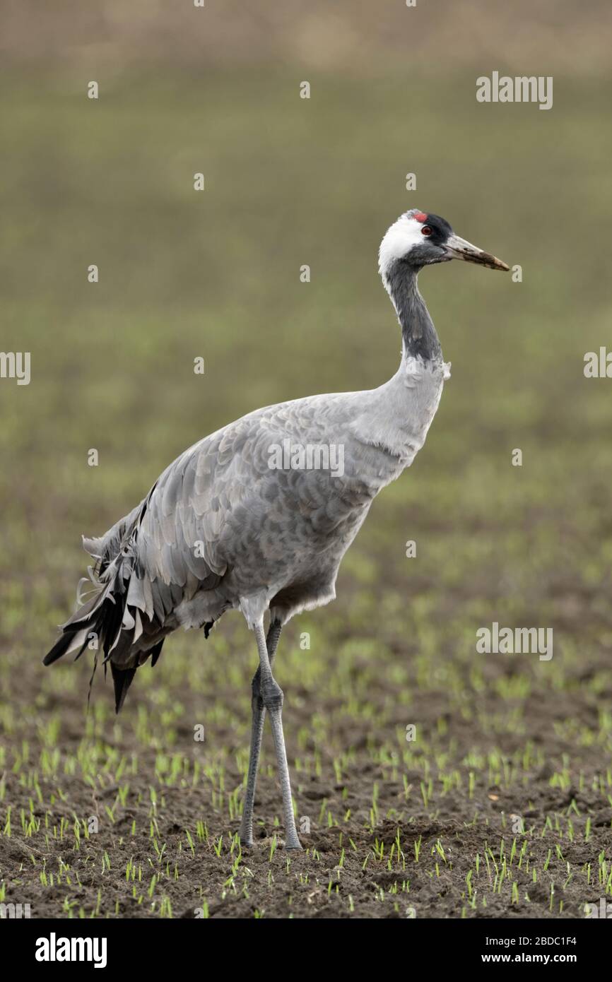 Common Crane / Graukranich ( Grus grus ), adult, resting on farmland, in winter wheat, migratory bird, wildlife, Europe. Stock Photo