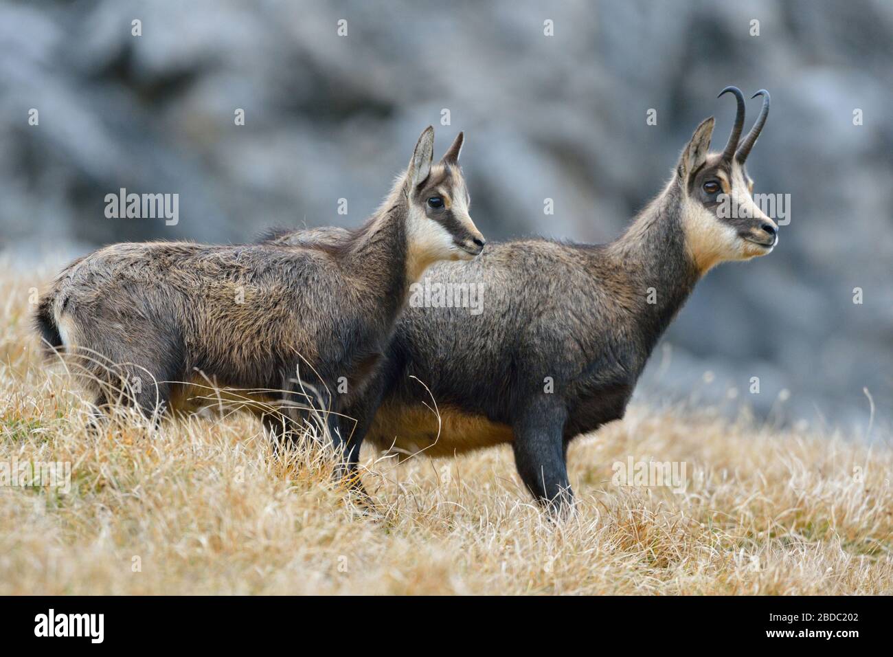 Chamois / Alpine Chamois ( Rupicapra rupicapra ), adult female with young fawn in autumn, Allgäu, Germany, wildlife. Stock Photo