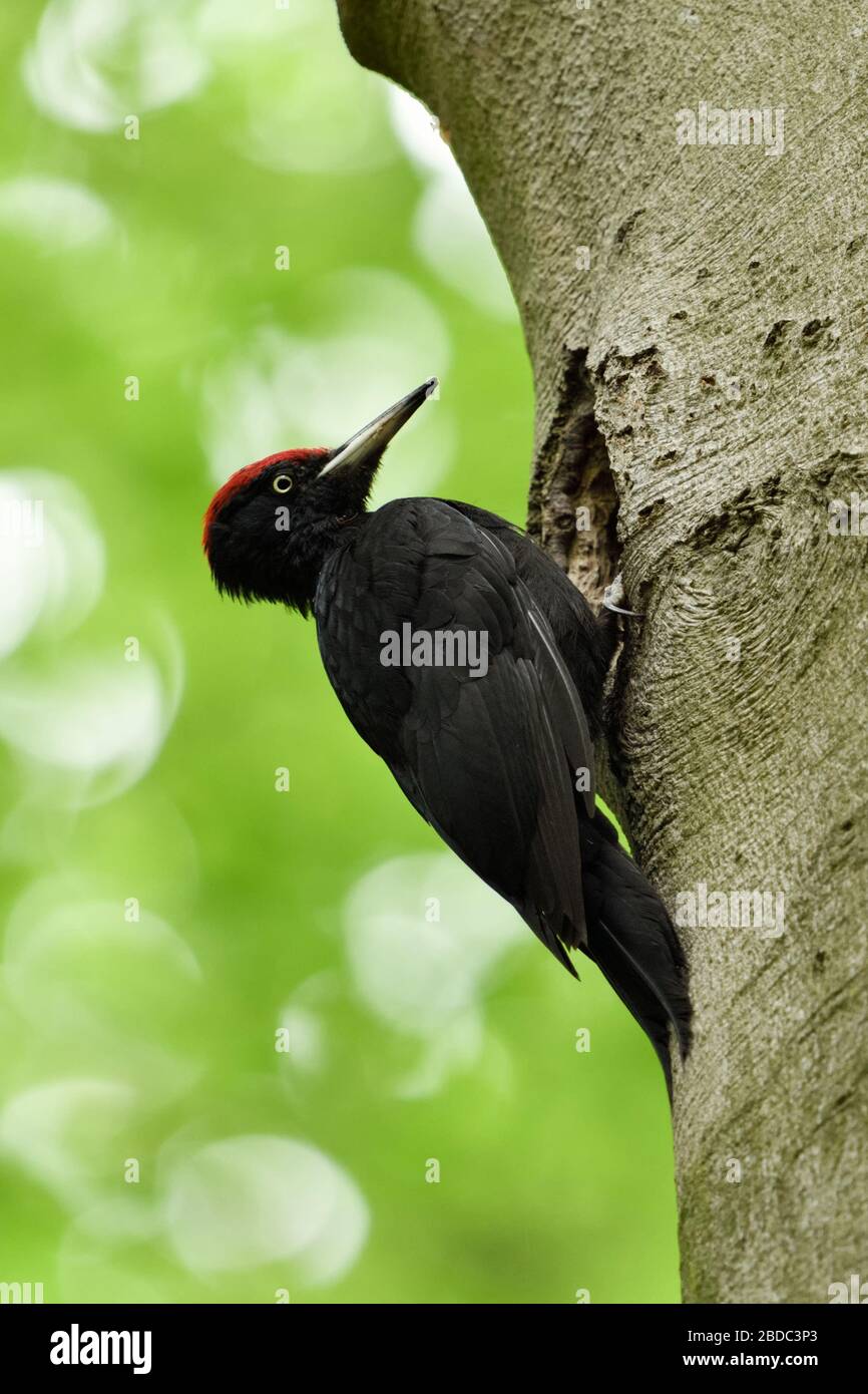 Black Woodpecker Dryocopus Martius On Tree Trunk In Front Of Nest black-woodpecker-dryocopus-martius-on-tree-trunk-in-front-of-nest