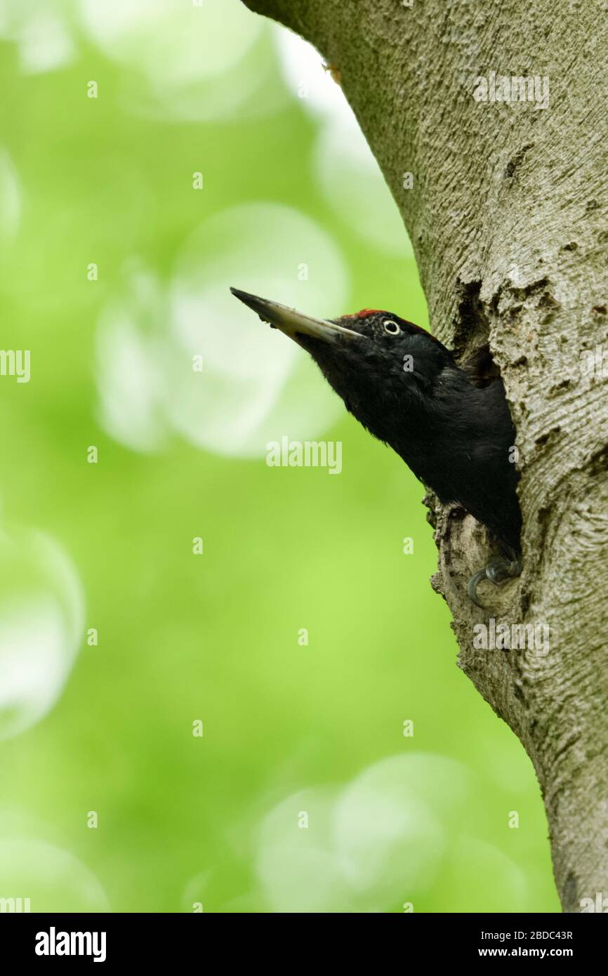 Black Woodpecker ( Dryocopus martius ), male, watching out of a tree hole, its nesting cavity, just before take off, wildlife, Europe. Stock Photo