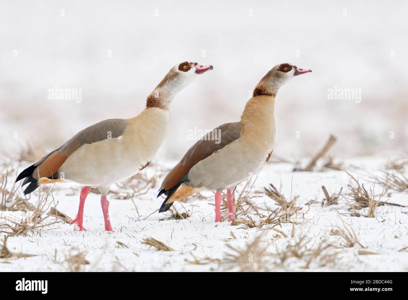 Egyptian Geese / Nilgaense (Alopochen aegyptiacus), pair, couple in winter, showing aggressive behaviour, defending their territory, together, wildlif Stock Photo